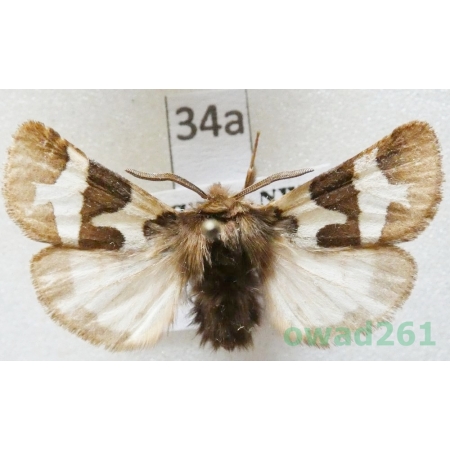 Watsonarctia casta (Esper, 1785) male Czech34a